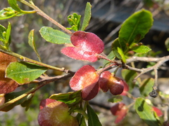 Dodonaea viscosa cuneata