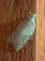 Acleris logiana