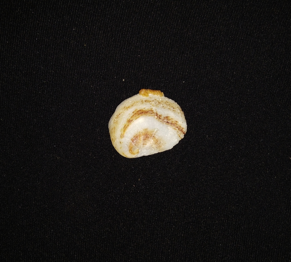 Bostrycapulus latebrus
