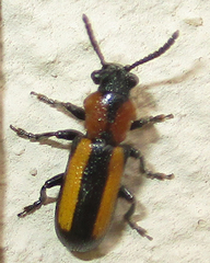 Sigrisma cylindrica