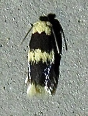 Stigmella nigriverticella