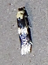 Stigmella nigriverticella