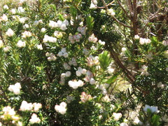 Erica triflora