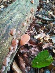 Auricularia auricula-judae