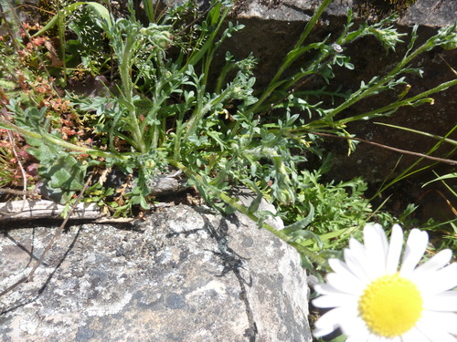 Image of Brachyscome diversifolia by (c) Kiri Bee, some rights reserved (CC BY)