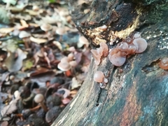 Auricularia auricula-judae