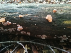 Auricularia auricula-judae