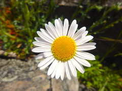 Brachyscome diversifolia