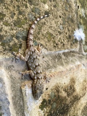 Tarentola mauritanica