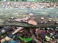Auricularia auricula-judae