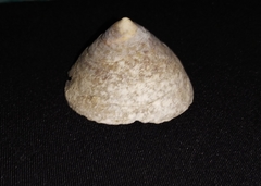 Calyptraea chinensis