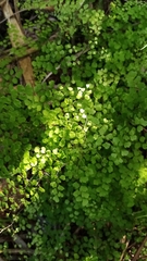 Adiantum aethiopicum