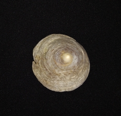 Calyptraea chinensis