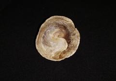 Calyptraea chinensis