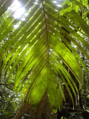 Astrocaryum mexicanum