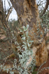Sesamothamnus lugardii
