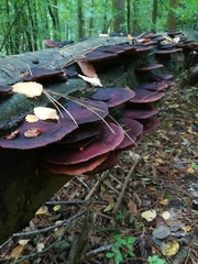 Daedaleopsis confragosa