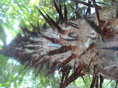 Astrocaryum mexicanum