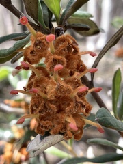 Grevillea floribunda