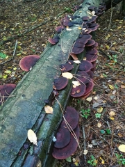 Daedaleopsis confragosa