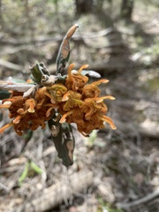 Grevillea floribunda