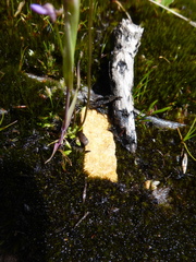 Utricularia grampiana