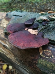 Daedaleopsis confragosa