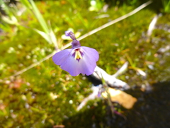 Utricularia grampiana