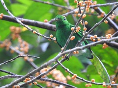 Calyptomena viridis