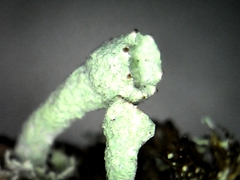 Cladonia carneola