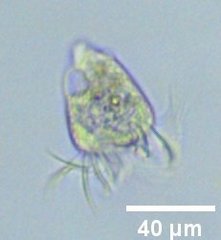 Strobilidium