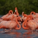 American Flamingo - Photo (c) Ivan Clemente Torres, some rights reserved (CC BY-NC), uploaded by Ivan Clemente Torres