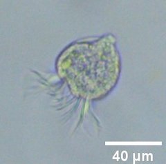 Strobilidium
