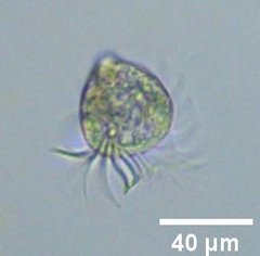Strobilidium