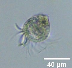 Strobilidium