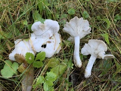 Clitocybe dilatata