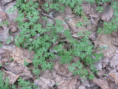 Corydalis intermedia