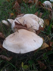 Basidiomycota