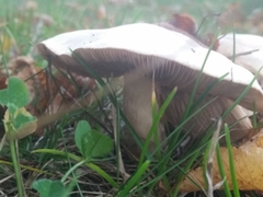 Basidiomycota