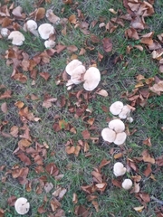 Basidiomycota