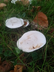 Basidiomycota
