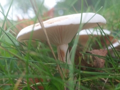 Basidiomycota