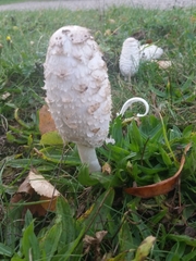 Coprinus comatus