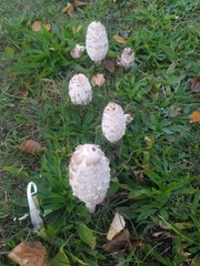 Coprinus comatus