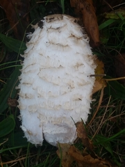 Coprinus comatus