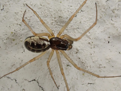 Lepthyphantes