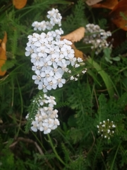 Achillea millefolium