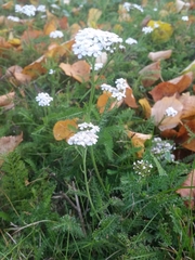 Achillea millefolium