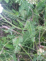 Achillea millefolium
