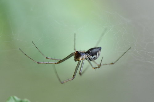 Sheetweb Spiders